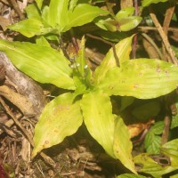<i>Dictyospermum montanum</i>  Wight